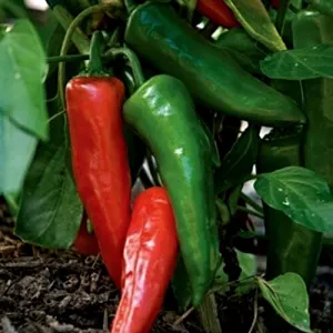 Anaheim Chili Hot Pepper Seeds