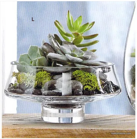 Low Footed Terrarium